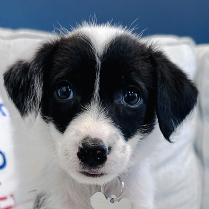 Oreo - Dog