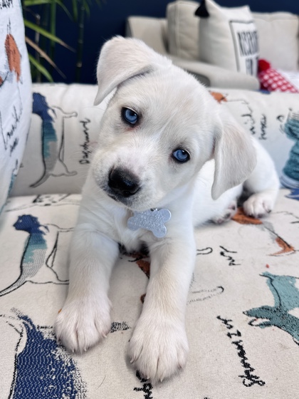 View Calamity Jane the Dog Photo #2