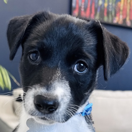 Photo of Lasso