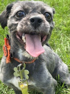Photo of Leia