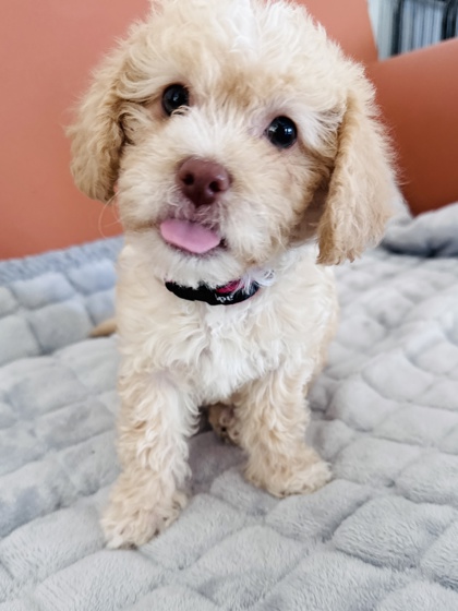 View Gertie the Dog Photo #2