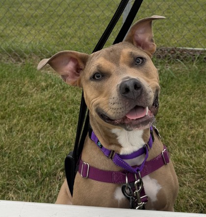 View Moxie the Dog Photo #2