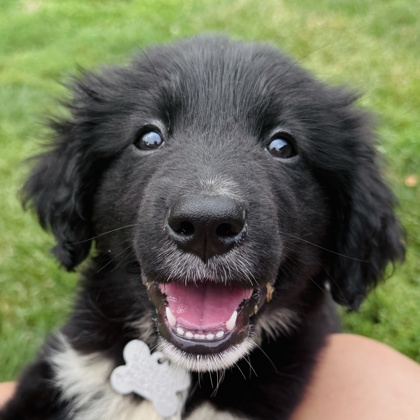 Photo of Tally