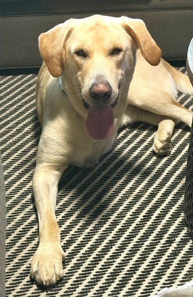 View Murray the Dog Photo #3