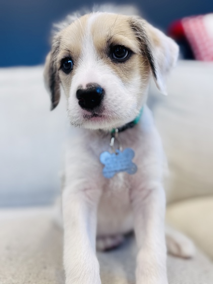 View Nacho the Dog Photo #3