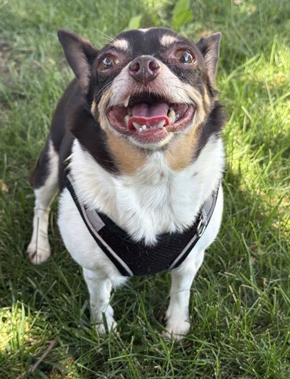 View Rosie the Dog Photo #2