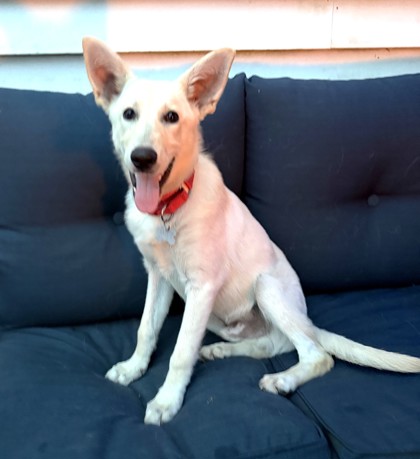 View Thor the Dog Photo #2