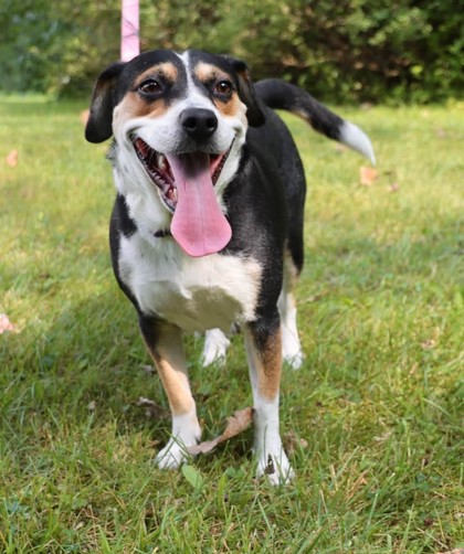 View Shyla the Dog Photo #3