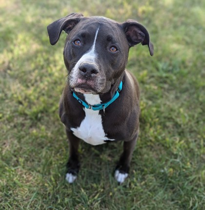 View Coal the Dog Photo #2