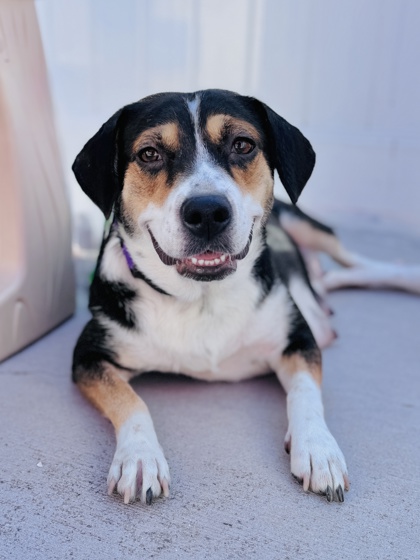 View Shyla the Dog Photo #3
