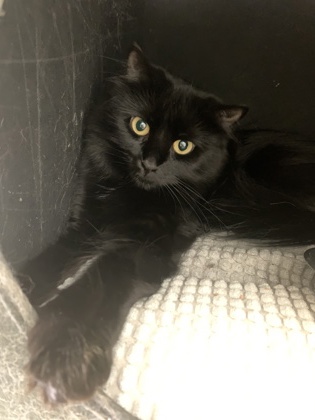 A Tail to Be Told Cat Rescue: Heartwarming Stories of Hope