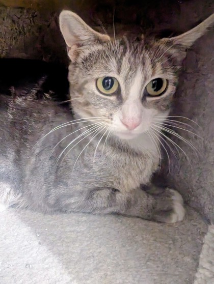 A Tail to Be Told Cat Rescue: Heartwarming Stories of Hope