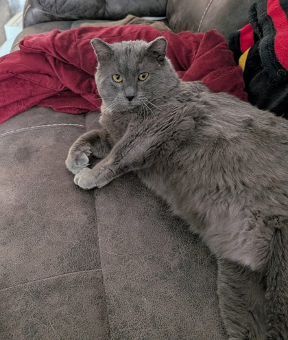Spook Cat photo
