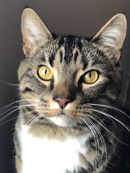 Gallagher (Jager) photo