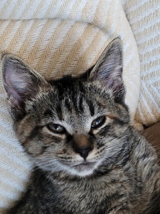 Purr-t photo
