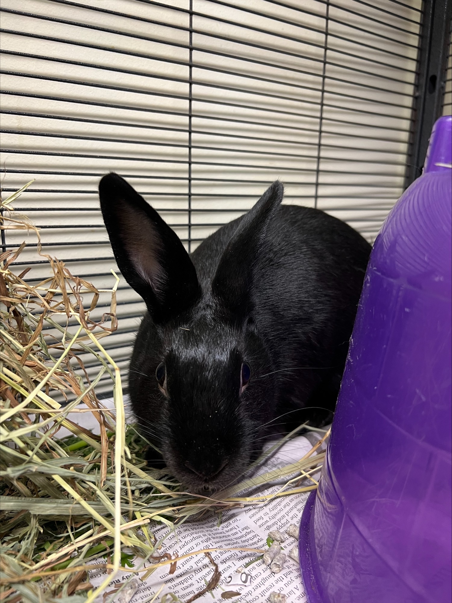 Liquorice Bucks County SPCA