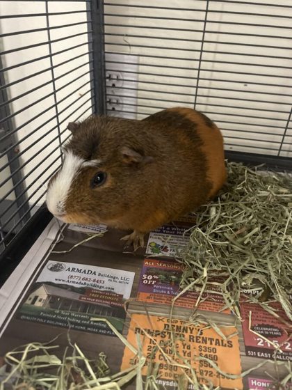 Spca guinea deals pig adoption