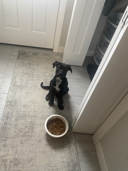 Adoptable Puppies – Calgary Animal Rescue Society Adoptable Puppies – Calgary Animal Rescue Society
