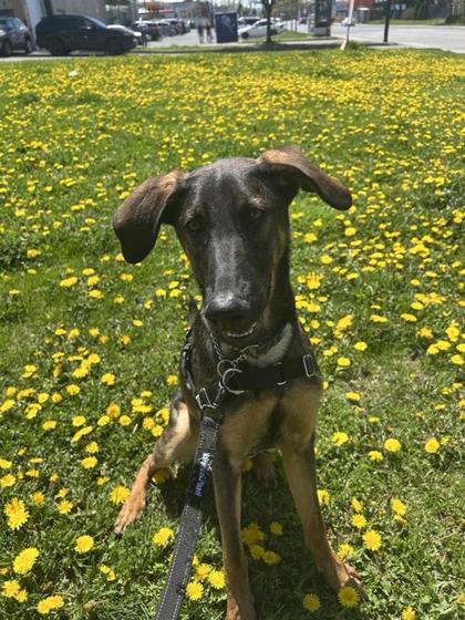 Arlo