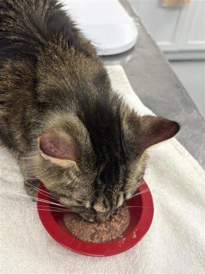 2000391733 2000391733