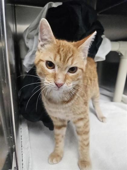 2000391680 2000391680