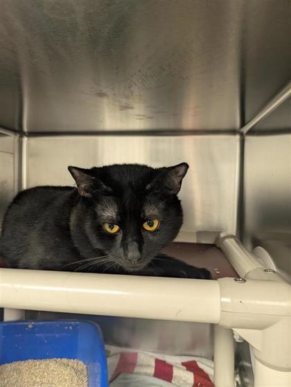 Salem