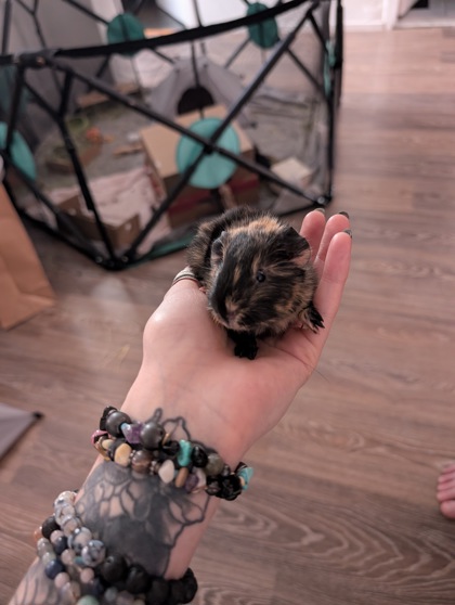 Alphonse (Bébé Pâle)