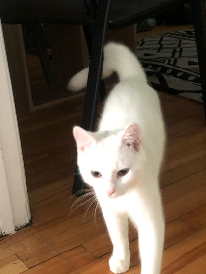 Francisco Goya FREITAS YAMAMOTO