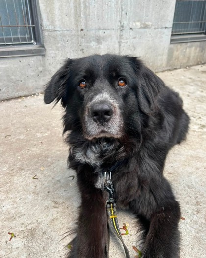 Bok Choy for adoption - SPCA de Montréal