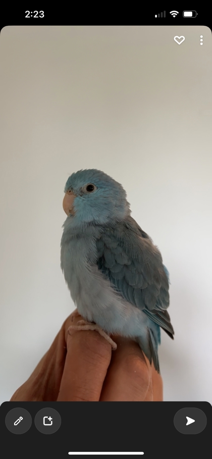 Luna