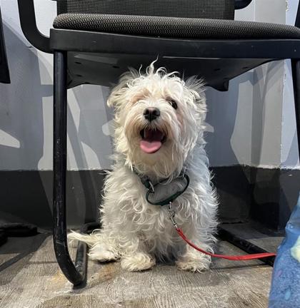 Peanut (collier vert)