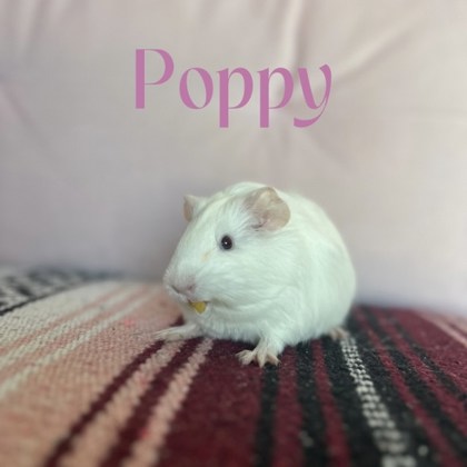 Poppy