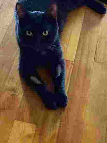 Leon alias Patapouff