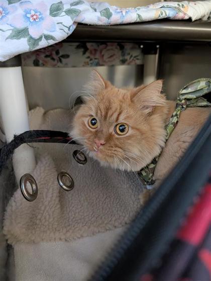 Simba
