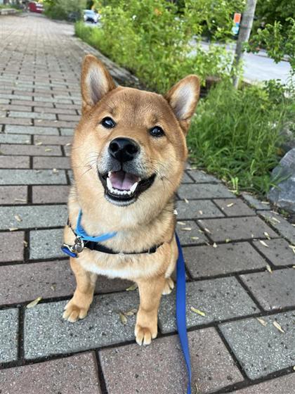Kiro