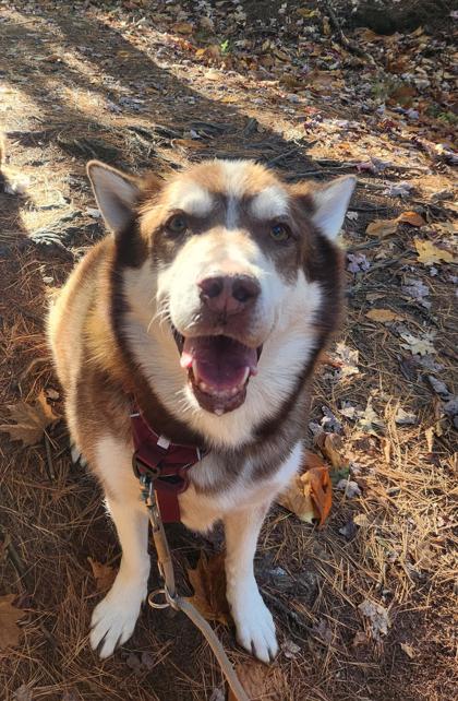 Ashkin (Pumpkin Spice Latte)