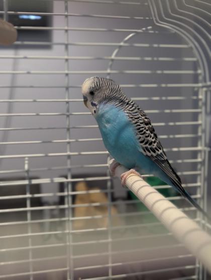 Lou