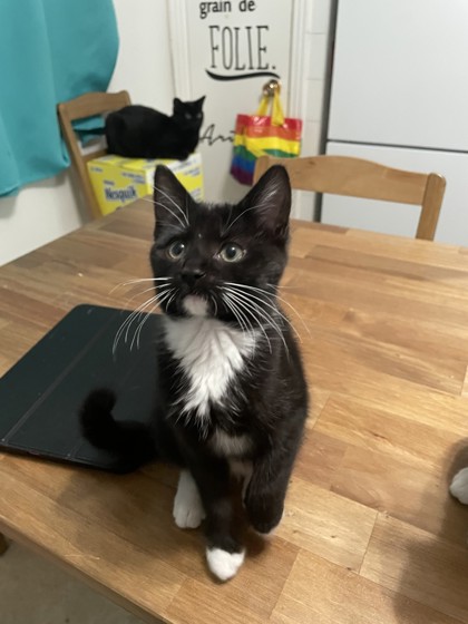 Nana Mouskouri (collier jaune)
