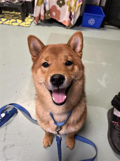 Kiro