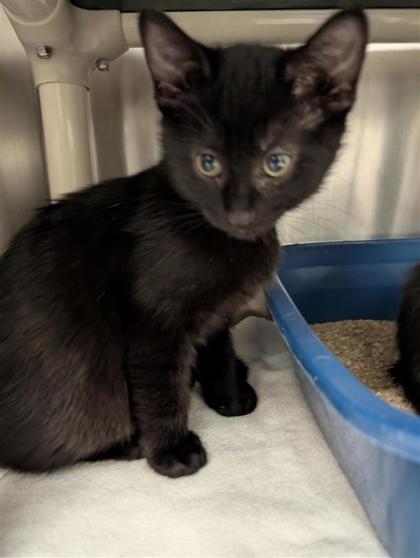 Tileo (Collier Rouge)