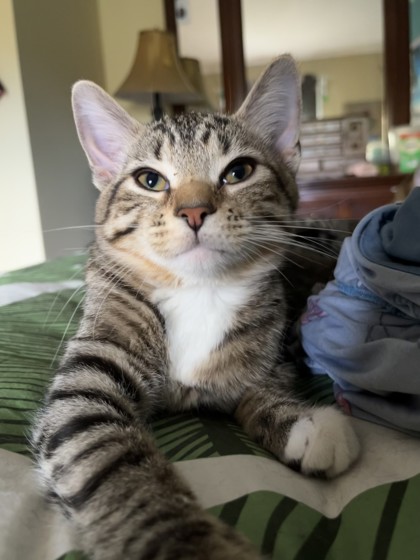 Cosmo (pattes blanches)