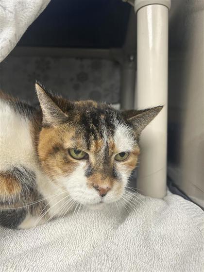 2000375398 2000375398