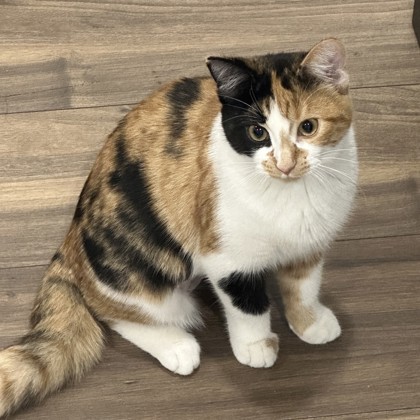 Lily