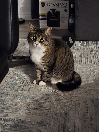 Peggy UN CHAT OU UN CHEVAL POUR UN ENFANT