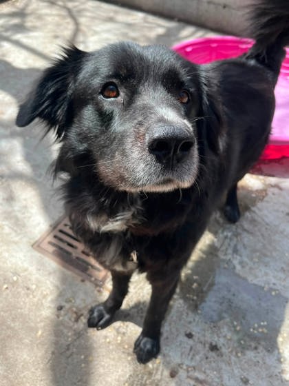 Bok Choy for adoption - SPCA de Montréal