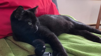 Samuel (collier rouge)