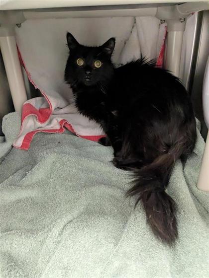 Salem