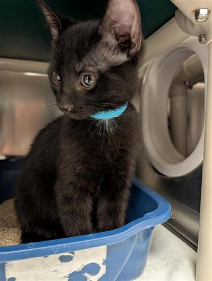 Ti-Guy (Collier Bleu)