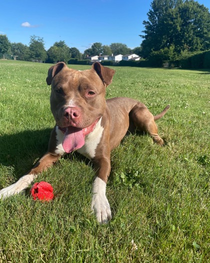 Nova
