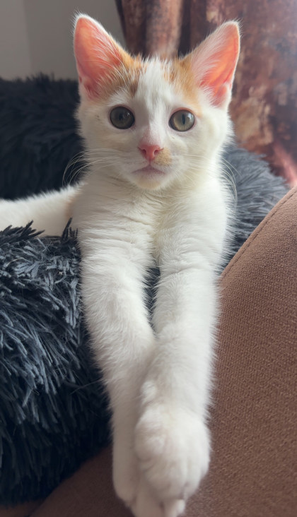 Luna